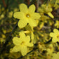 Gelber Winterjasmin