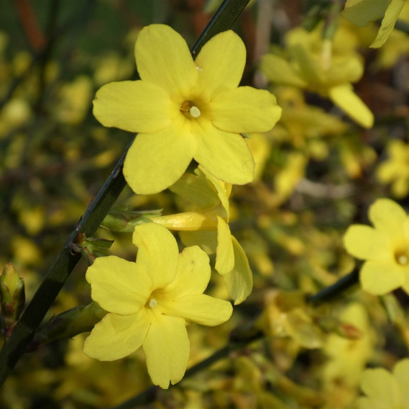 Gelber Winterjasmin