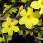 Gelber Winterjasmin