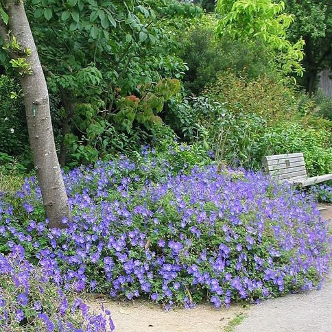 Storschnabel 'Rozanne'