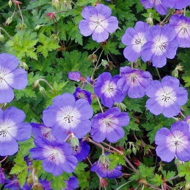 Storschnabel 'Rozanne'