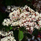 Glanzmispel 'Little Red Robin'