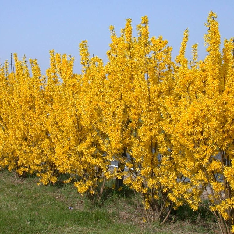 Goldglöckchen
