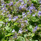 Hängepolster-Glockenblume violett-blau