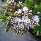 Hebe buxifolia