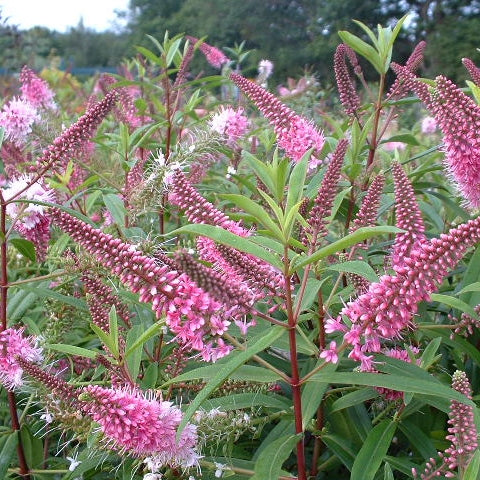 Hebe 'Great Orme'