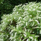 Hebe 'Kirkii'