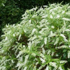 Hebe 'Kirkii'
