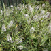 Hebe 'Kirkii'