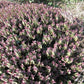 Hebe 'Red Edge'