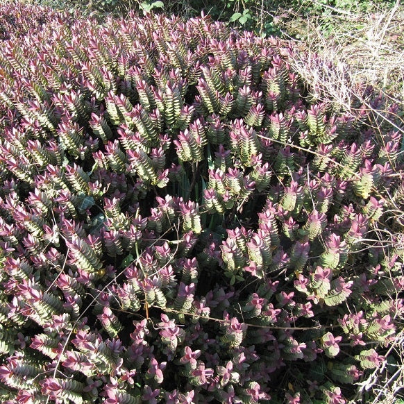 Hebe 'Red Edge'