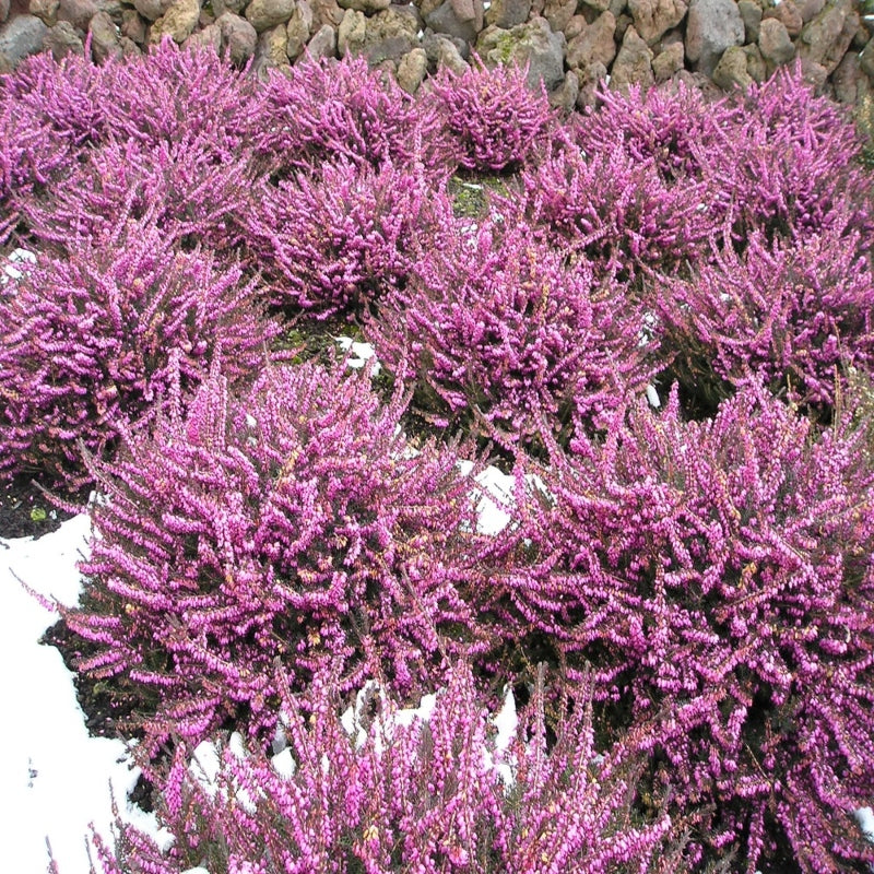 Winterblühende Heide rosa