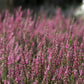 Winterblühende Heide rosa
