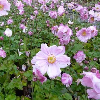Rosa Anemone