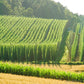 Hopfen