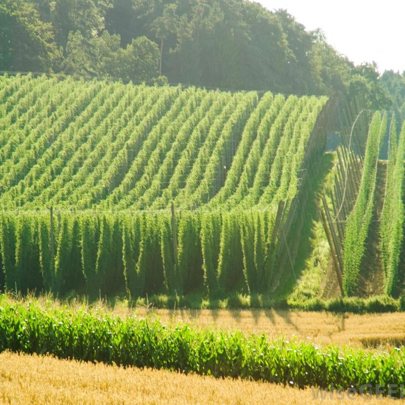 Hopfen