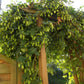 Hopfen