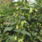 Hopfen
