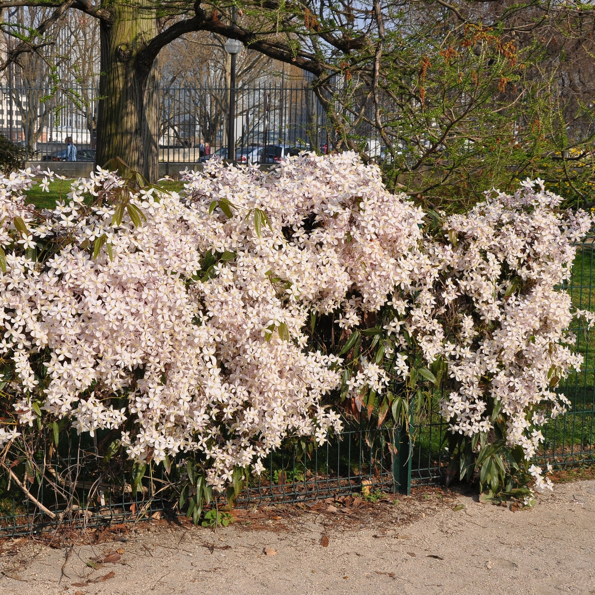 Clematis weiß-rosa immergrün