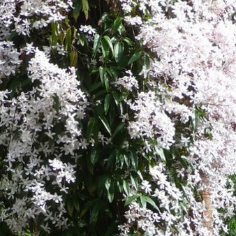 Clematis weiß-rosa immergrün