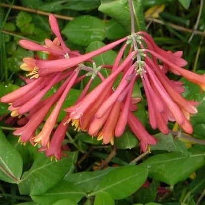 Immergrünes Geißblatt