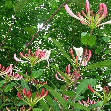 Immergrünes Geißblatt