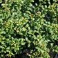 Japan-Stechpalme 'Convexa'