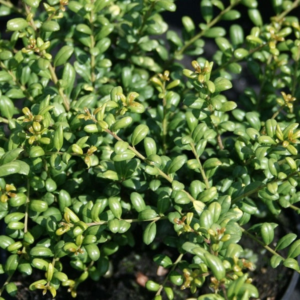 Japan-Stechpalme 'Convexa'