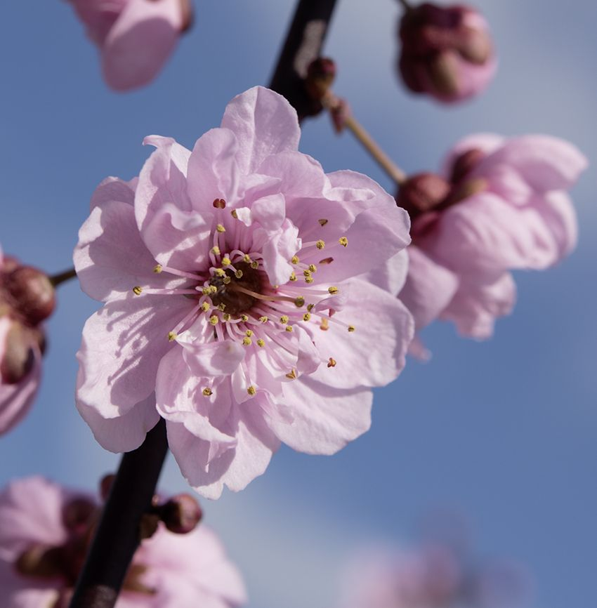 Japanische Blütenkirsche 'Autumnalis Rosea'