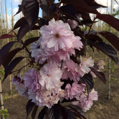 Japanische Blütenkirsche 'Royal Burgundy'
