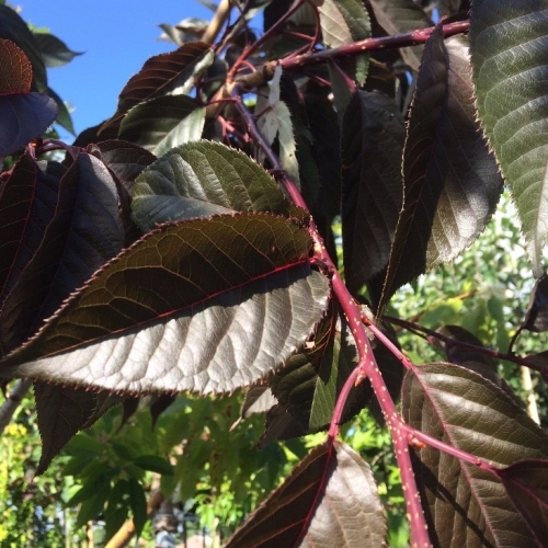 Japanische Blütenkirsche 'Royal Burgundy'