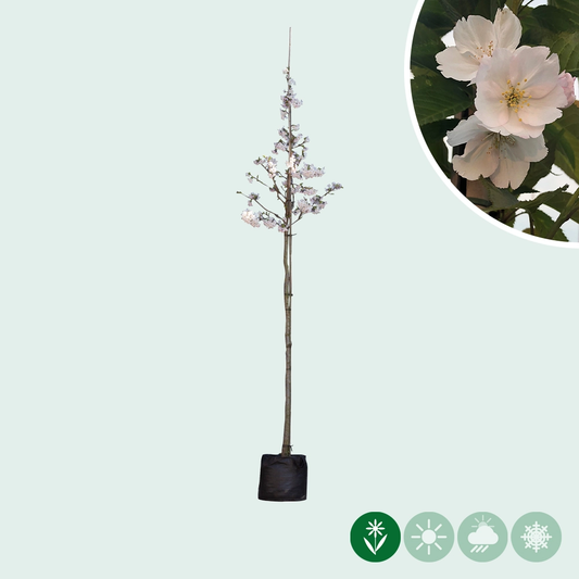 Japanische Blütenkirsche 'Yedoensis'