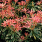 Japanische Lavendelheide 'Flaming Silver'