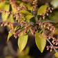 Japanische Lavendelheide 'Forest Flame'