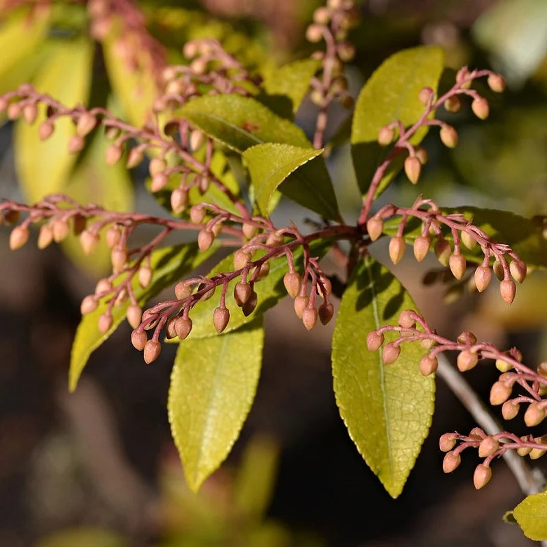 Japanische Lavendelheide 'Forest Flame'