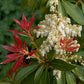 Japanische Lavendelheide 'Forest Flame'