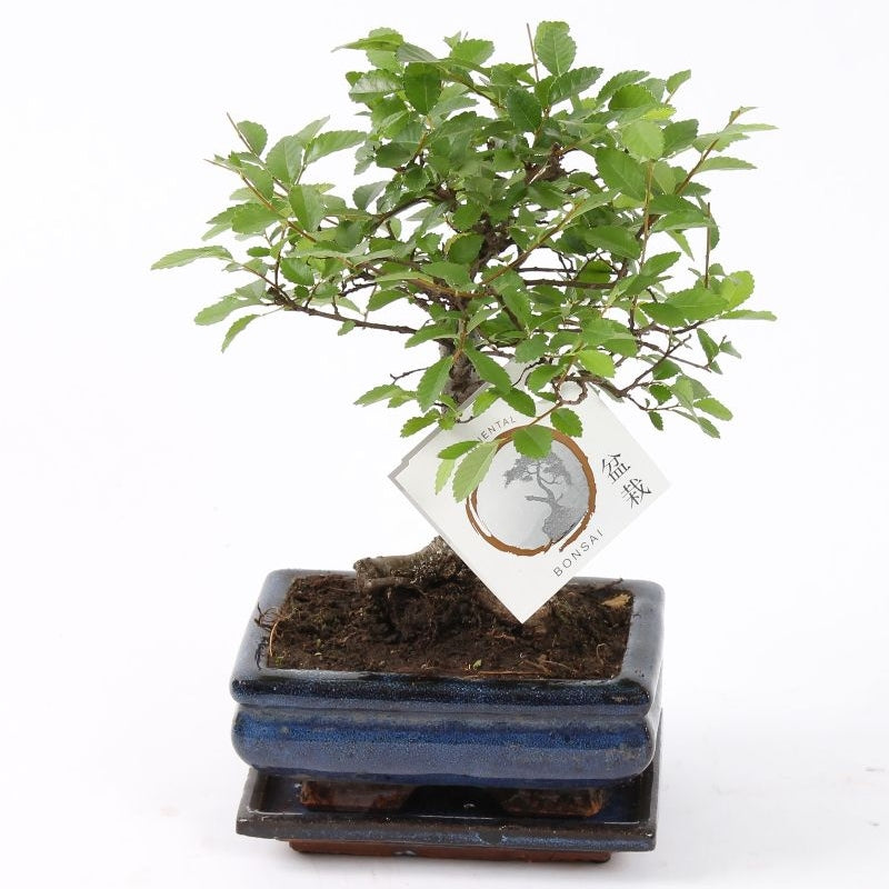 Bonsai ´Zelkova´ Kugelform