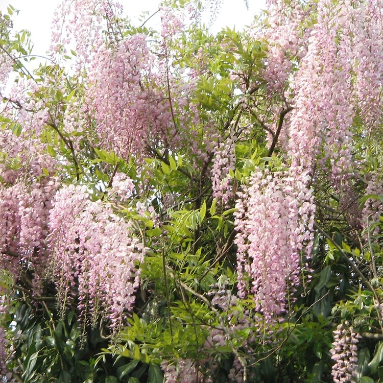 Japanischer Blauregen