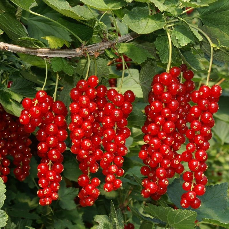 Rote Johannisbeere