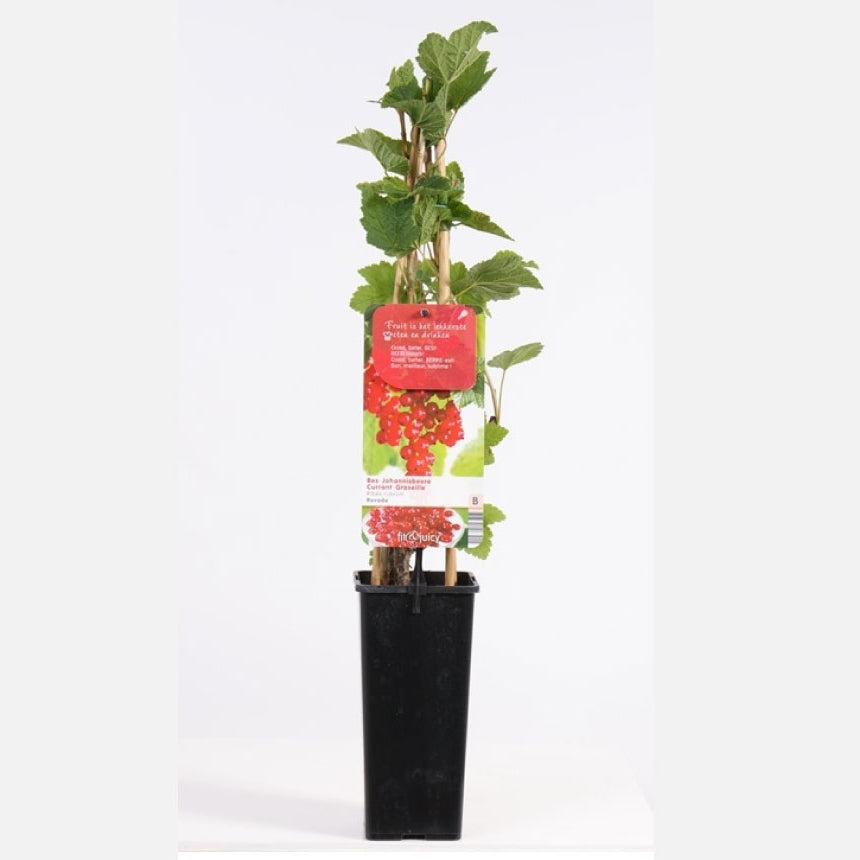 Rote Johannisbeere