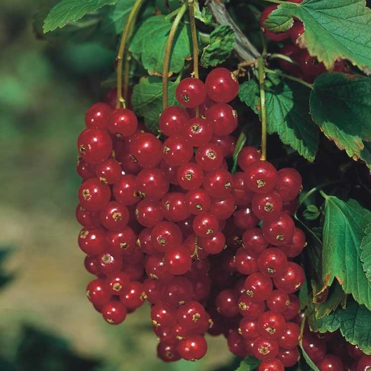 Rote Johannisbeere