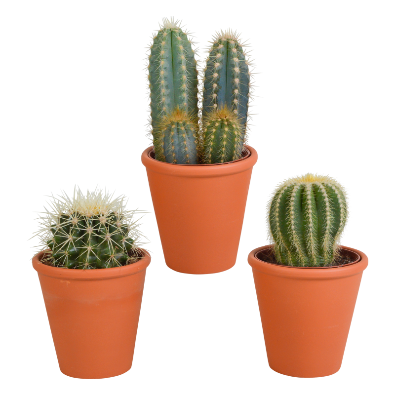 Kakteen Mix 3 Stück im Terracotta-Topf 8,5 cm Ø