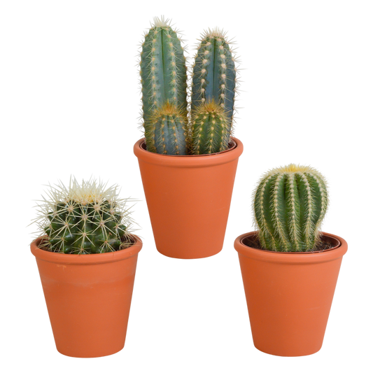 Kakteen Mix 3 Stück im Terracotta-Topf 8,5 cm Ø