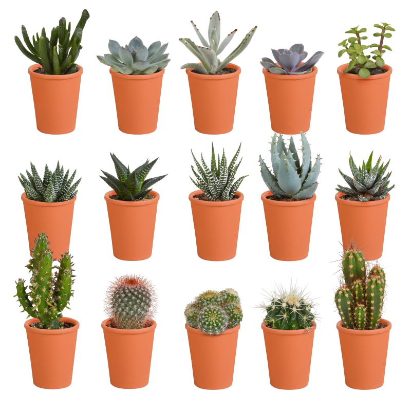 Kakteen und Sukkulenten Mix 15 Stück im Terracotta-Topf 5,5 cm Ø