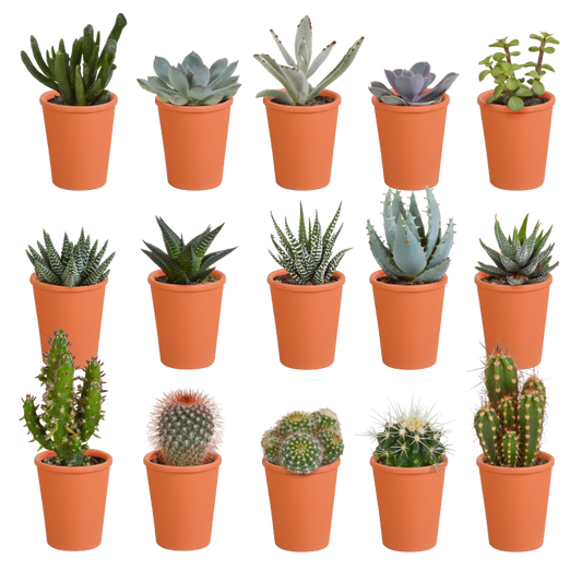 Kakteen und Sukkulenten Mix 15 Stück im Terracotta-Topf 5,5 cm Ø