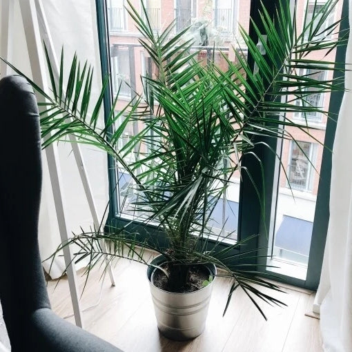 Kanarische Dattelpalme