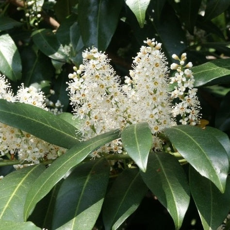 Kirschlorbeer 'Novita'