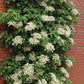 Kletterhortensie 'Petiolaris'