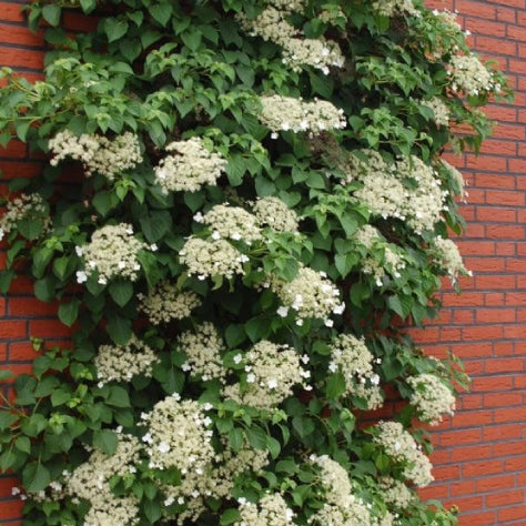 Kletterhortensie 'Petiolaris'