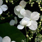 Kletterhortensie 'Petiolaris'
